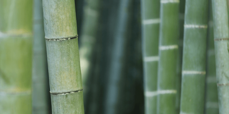 Planter les vivaces